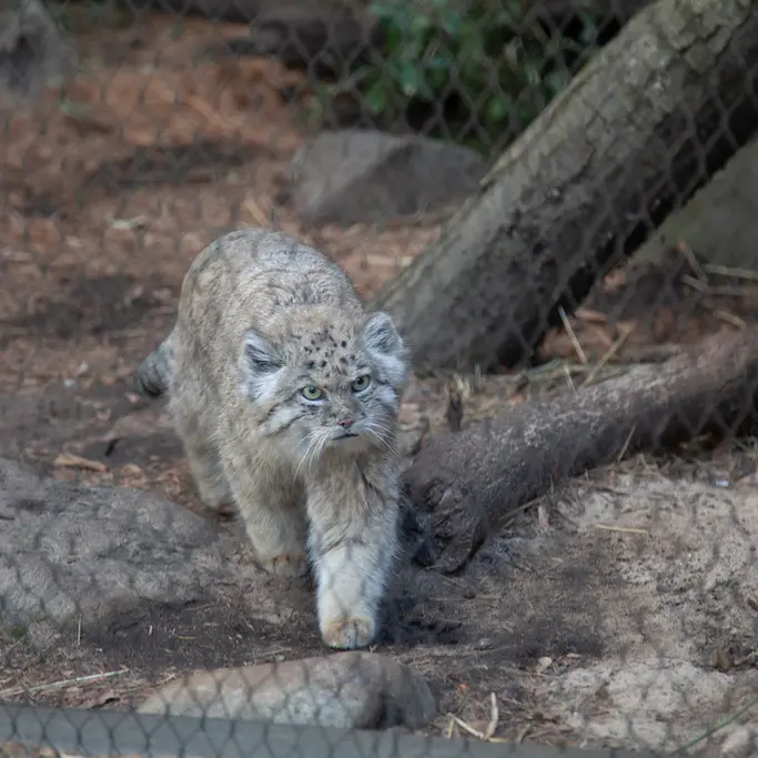 プロスペクト・パーク動物園のバトゥの写真