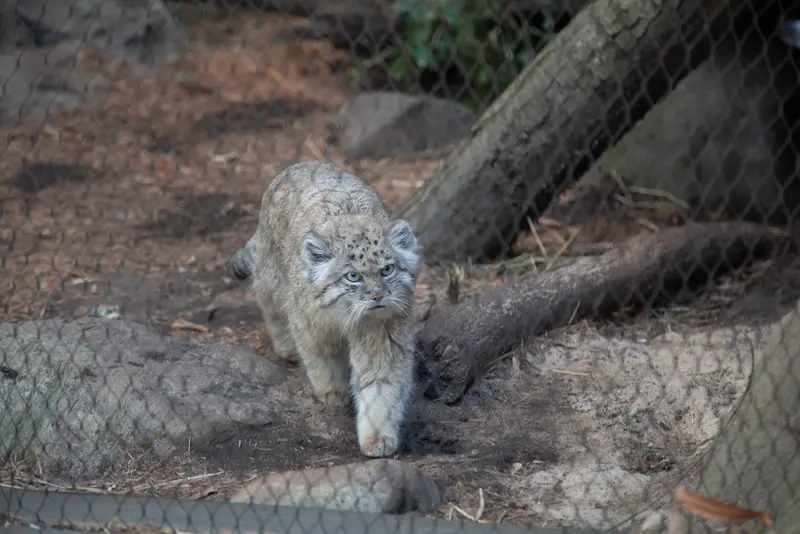 プロスペクト・パーク動物園のバトゥの写真