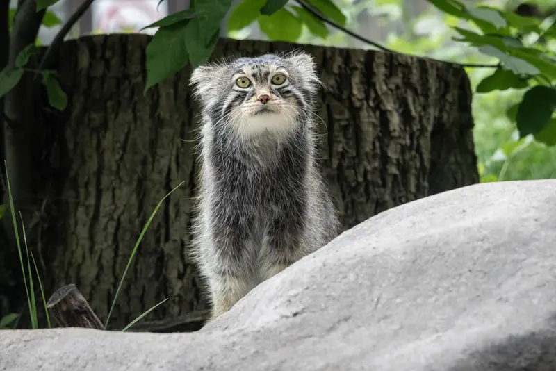 モスクワ動物園のティモフェイの写真