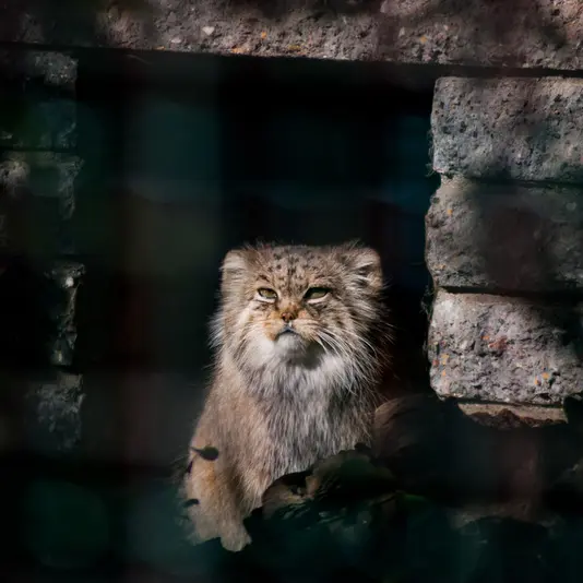 マクデブルク動物園のマヌエラの写真