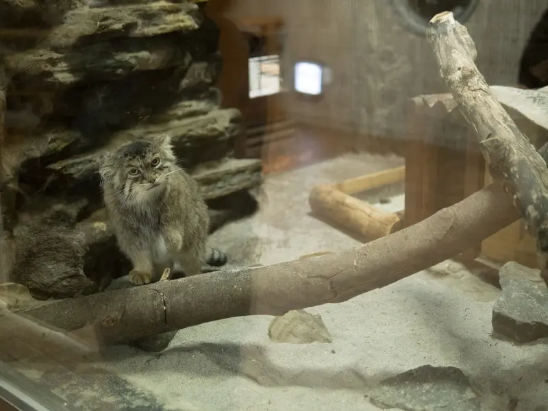 恩賜上野動物園のプリームラの写真