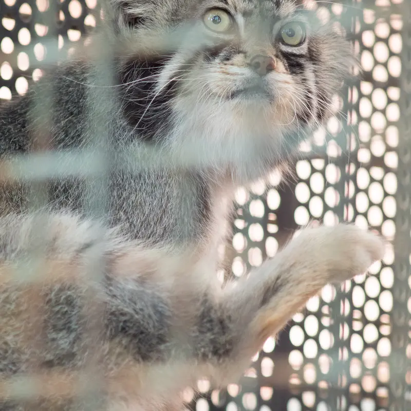 神戸市立王子動物園のイーリスの写真