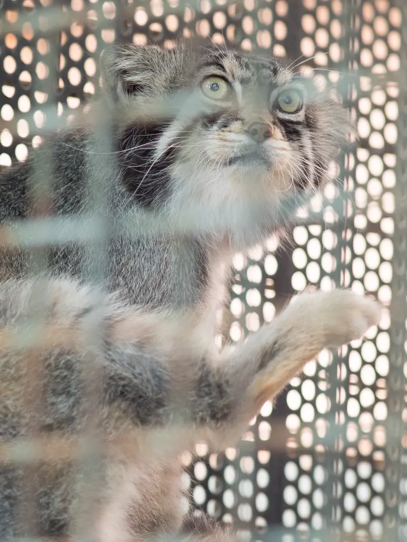 神戸市立王子動物園のイーリスの写真