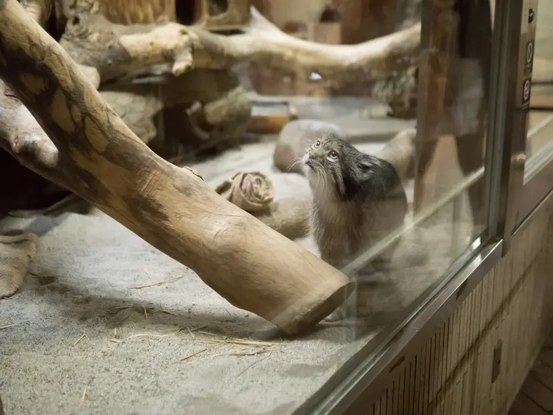 恩賜上野動物園のクリョンの写真