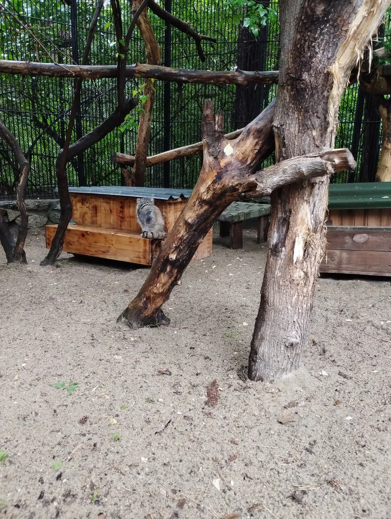 ノヴォシビルスク動物園のマヌルネコの写真