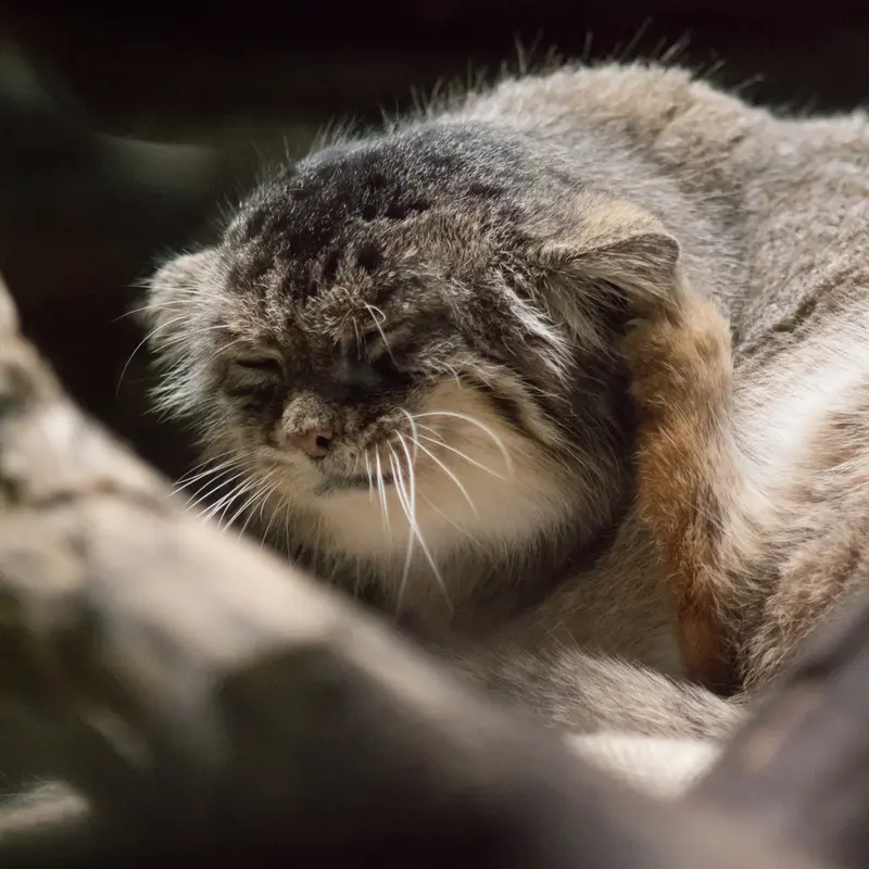 恩賜上野動物園のプリームラの写真