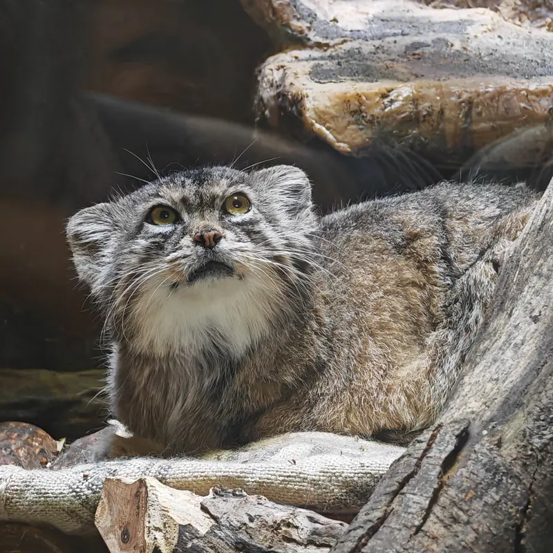 恩賜上野動物園のサフランの写真