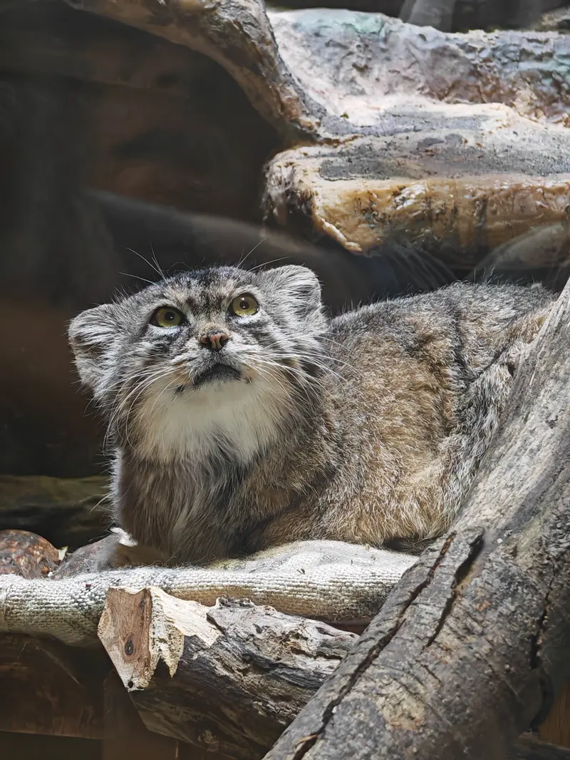 恩賜上野動物園のサフランの写真
