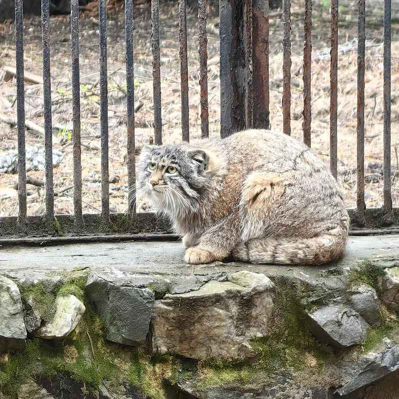 ノヴォシビルスク動物園のグレイの写真