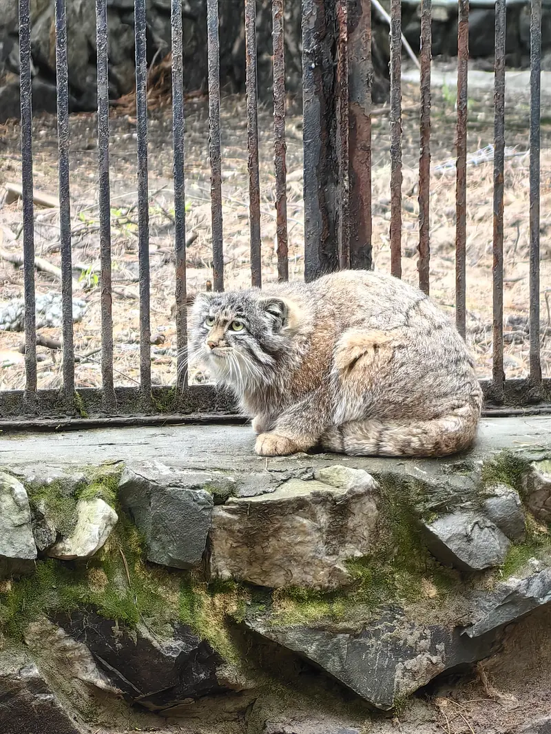 ノヴォシビルスク動物園のグレイの写真