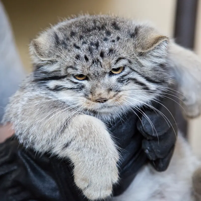 マチルダの写真