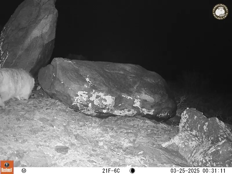 コシュカルカメラトラップで撮影したOtocolobus manul manulの写真