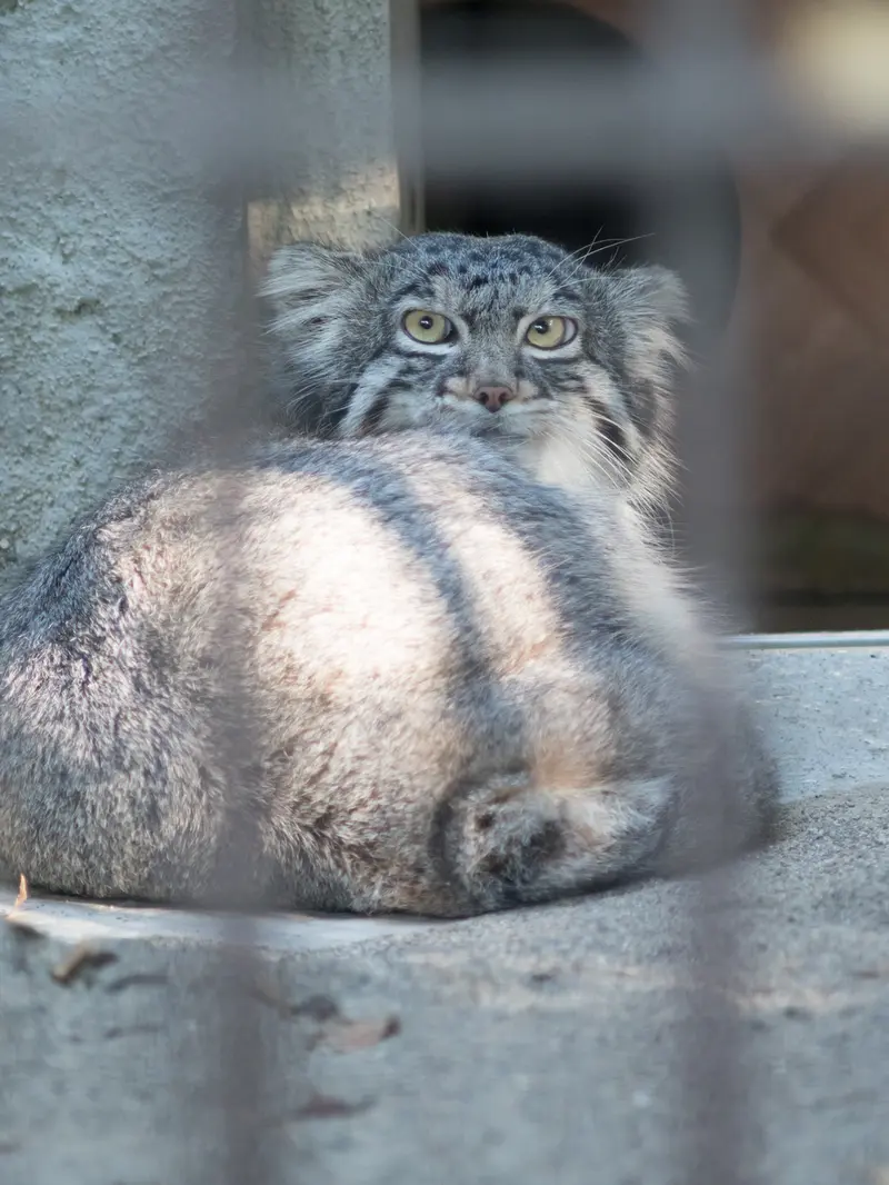 野毛山動物園のフィーガの写真