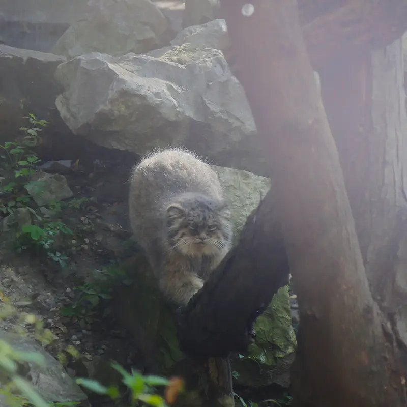 ウッチ動物園のパッツォの写真