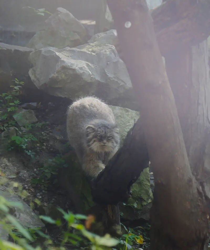 ウッチ動物園のパッツォの写真