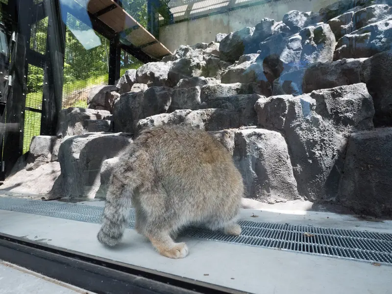 旭山動物園のグルーシャの写真