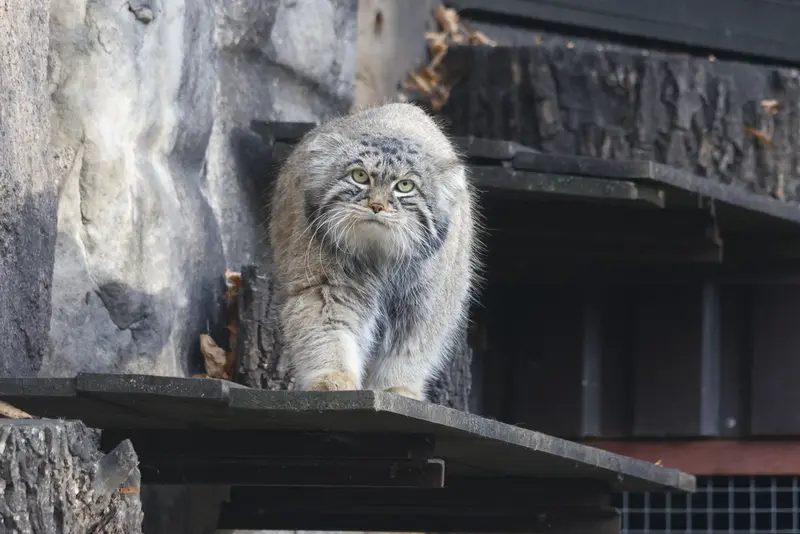モスクワ動物園のティモフェイの写真