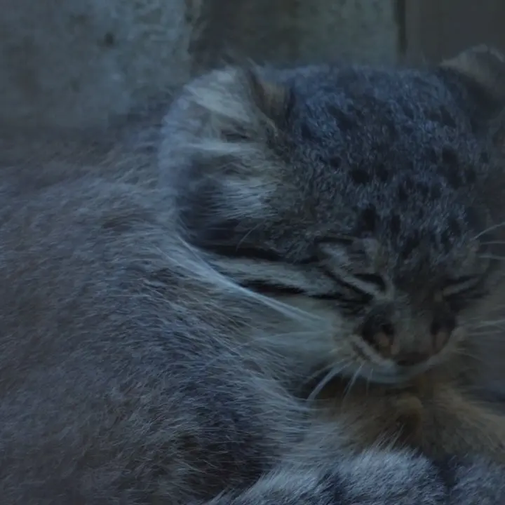 野毛山動物園のフィーガの写真
