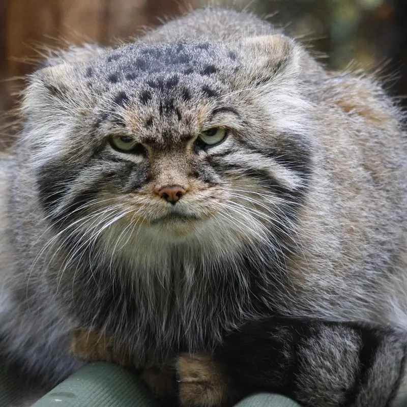ノヴォシビルスク動物園のジョージの写真