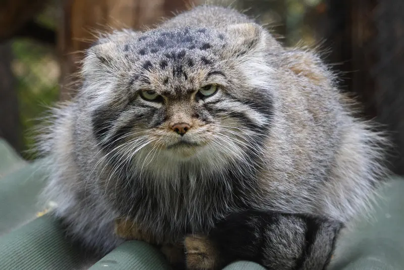 ノヴォシビルスク動物園のジョージの写真