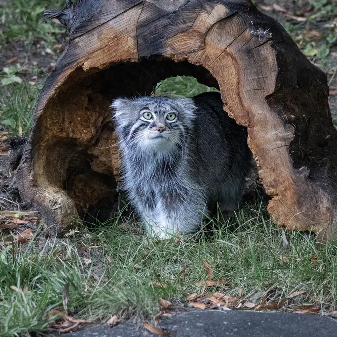 モスクワ動物園のティモフェイの写真
