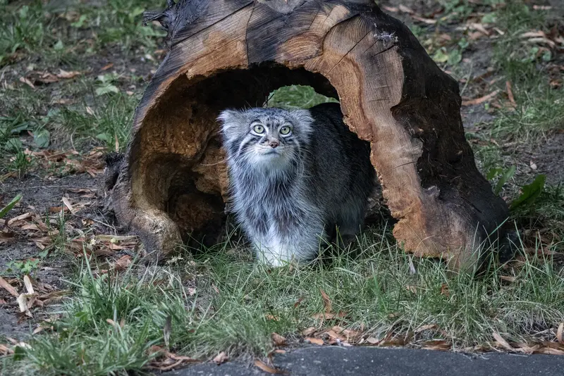 モスクワ動物園のティモフェイの写真