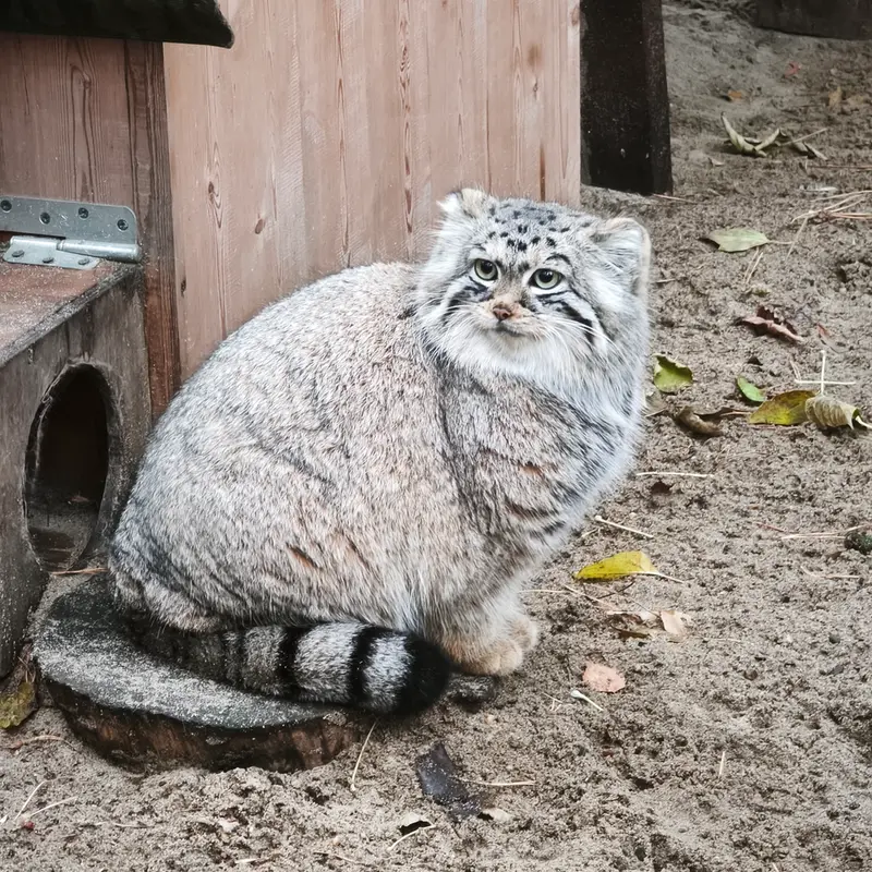ノヴォシビルスク動物園のアーニャの写真