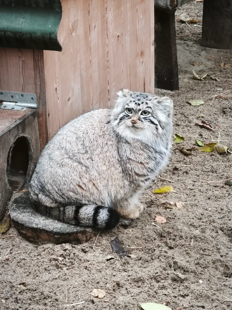 ノヴォシビルスク動物園のアーニャの写真