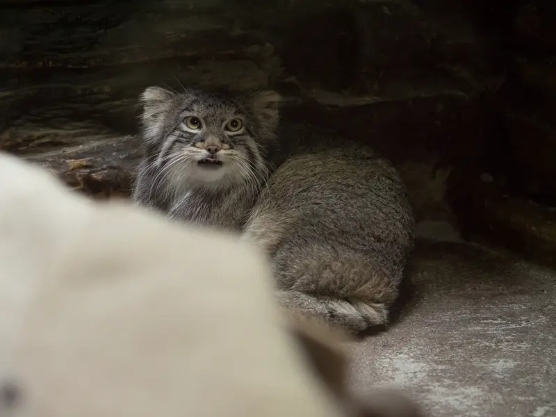 恩賜上野動物園のフィーガの写真
