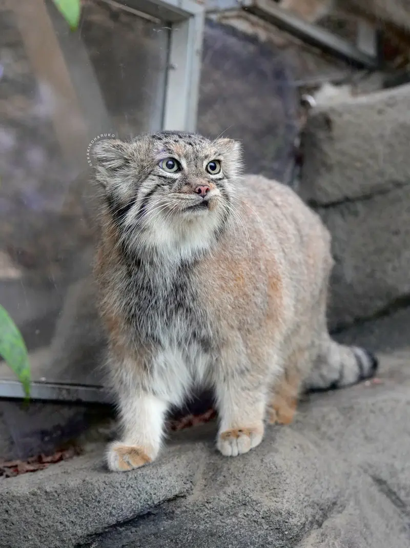 神戸どうぶつ王国のアズの写真
