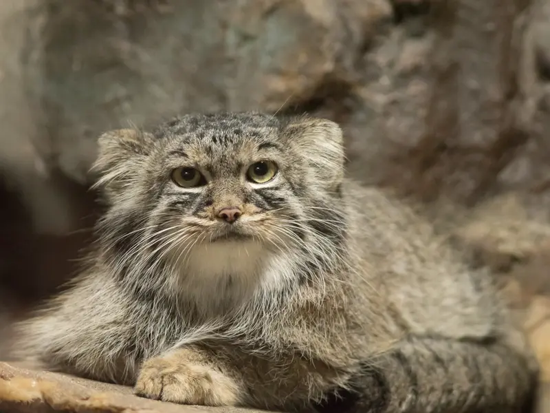 恩賜上野動物園のサフランの写真