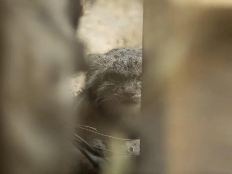 恩賜上野動物園のクリョンの写真