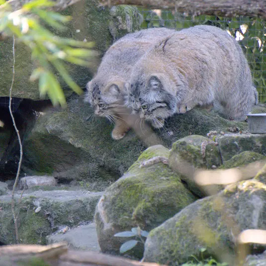 ロッテルダム動物園のノルブとポエスの写真