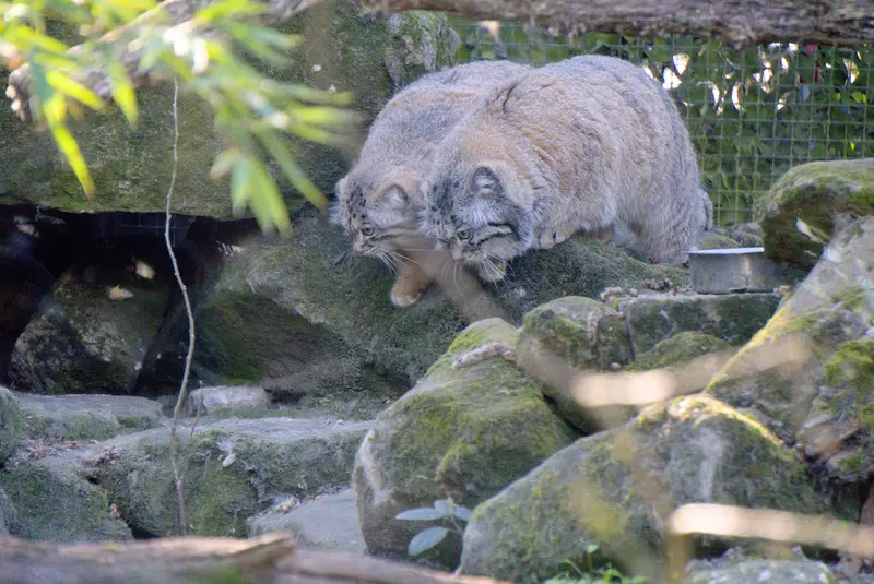 ロッテルダム動物園のノルブとポエスの写真