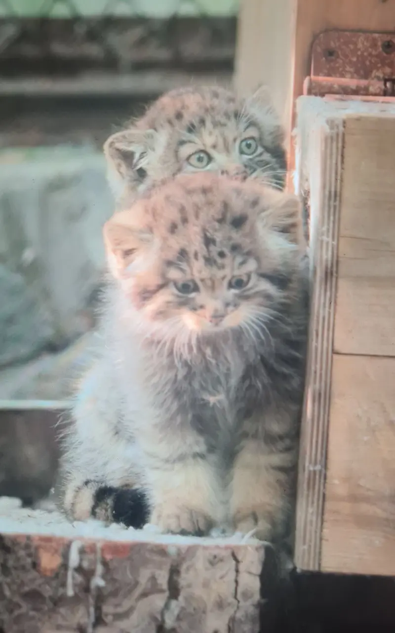 マヌルネコの写真