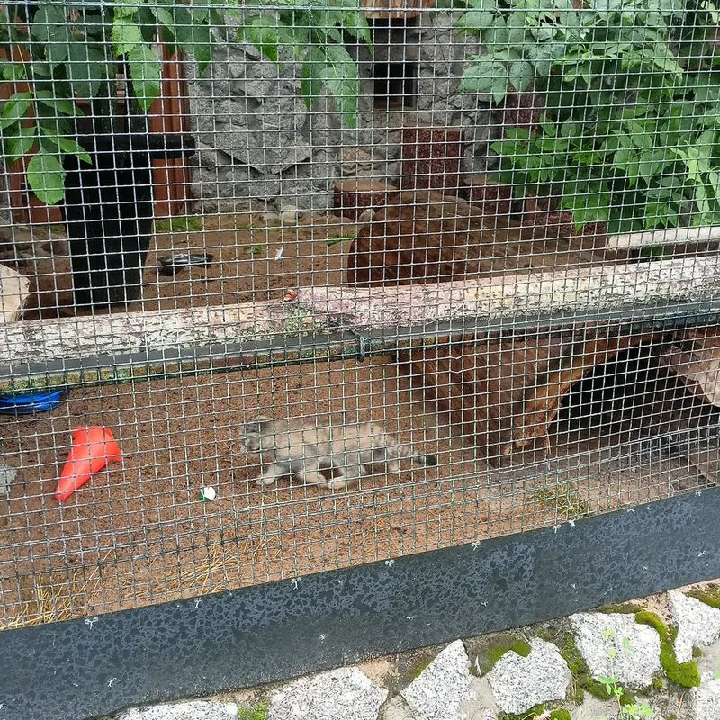マヌルネコの写真