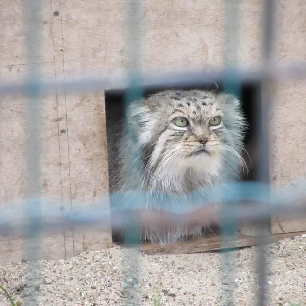 マクデブルク動物園のマヌエラの写真