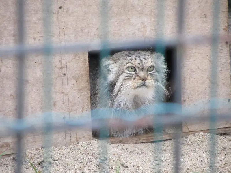 マクデブルク動物園のマヌエラの写真