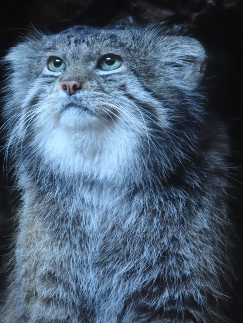 恩賜上野動物園のクリョンの写真