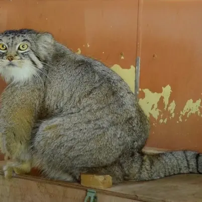 埼玉県こども動物自然公園のレフの写真