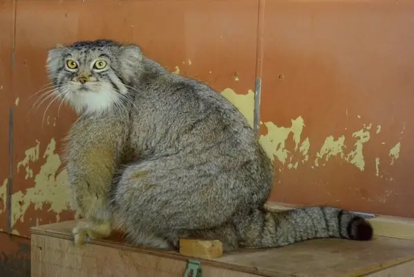 埼玉県こども動物自然公園のレフの写真