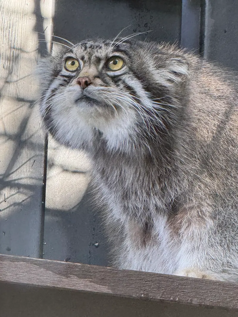 旭山動物園のグルーシャの写真