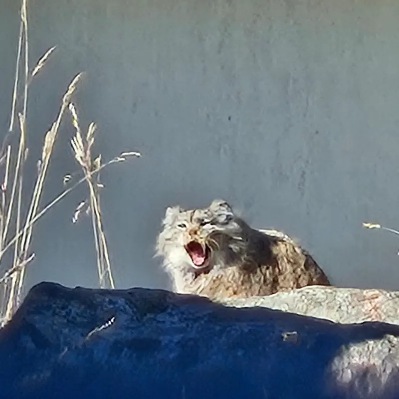 コルケアサーリ動物園のミミの写真