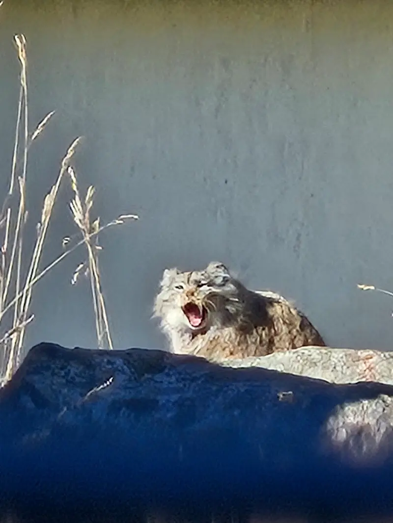 コルケアサーリ動物園のミミの写真