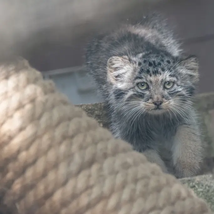 ブルノ動物園のマヌルネコの写真
