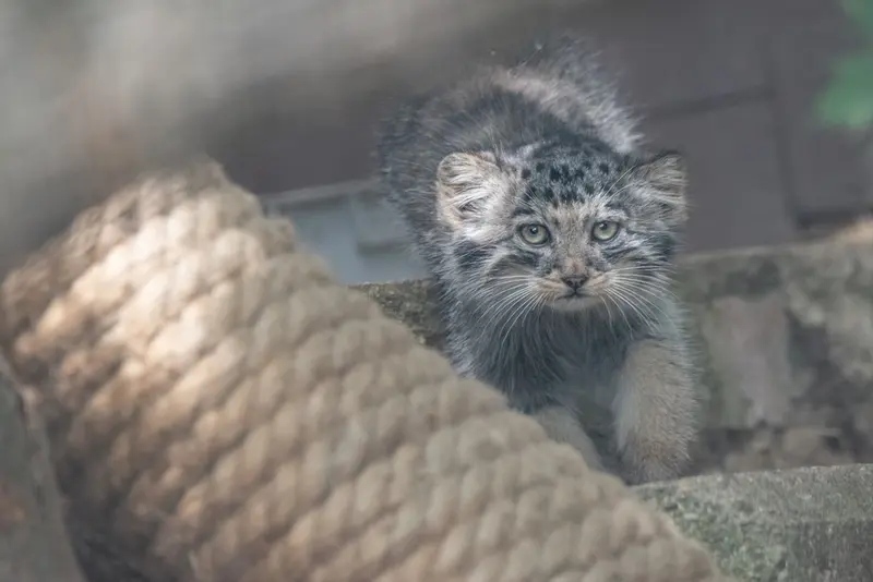 ブルノ動物園のマヌルネコの写真