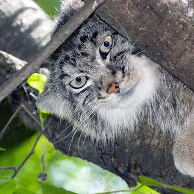 セゲド動物園のエルデネの子（2016年生まれ）の写真