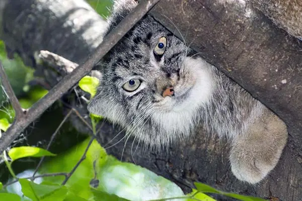 セゲド動物園のエルデネの子（2016年生まれ）の写真
