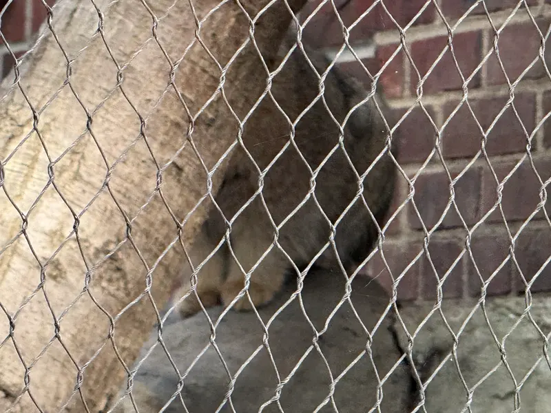プロスペクト・パーク動物園のサルナイの写真