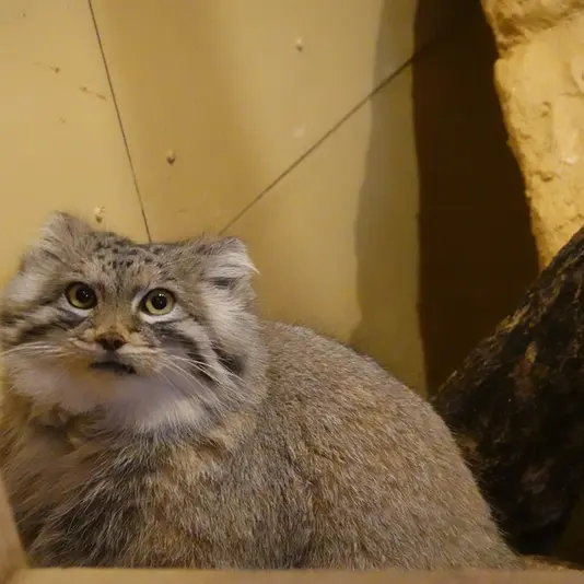 埼玉県こども動物自然公園のオリーヴァの写真